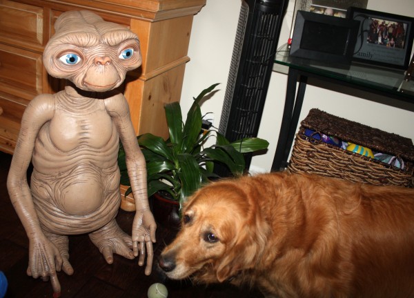 E.T. loves the family pet, especially in a good game of roll the ball into the backyard shed