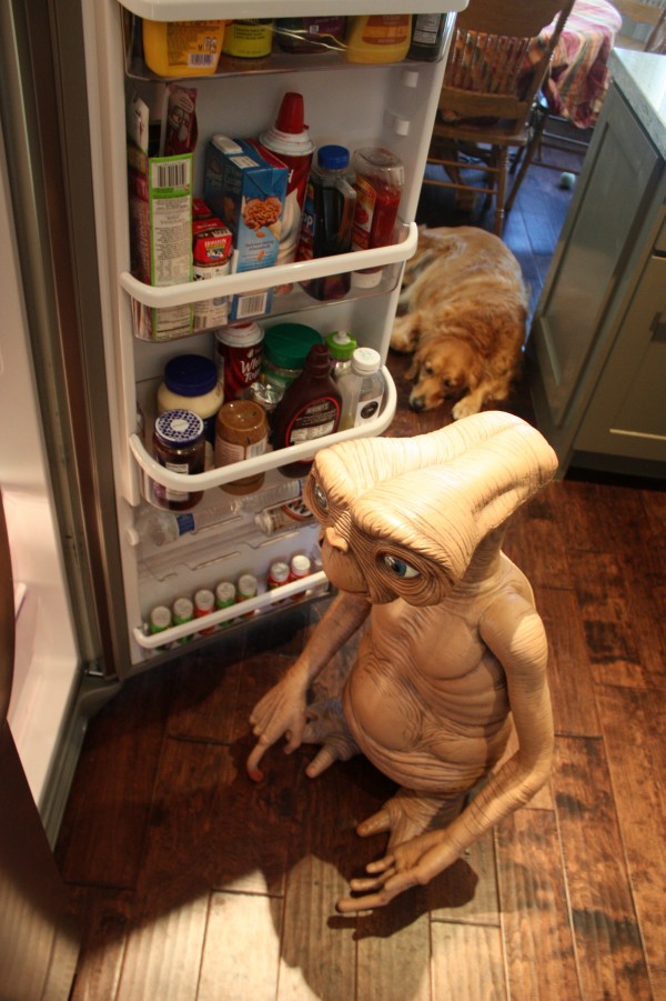 "I'll be right here...in the fridge looking for leftovers"